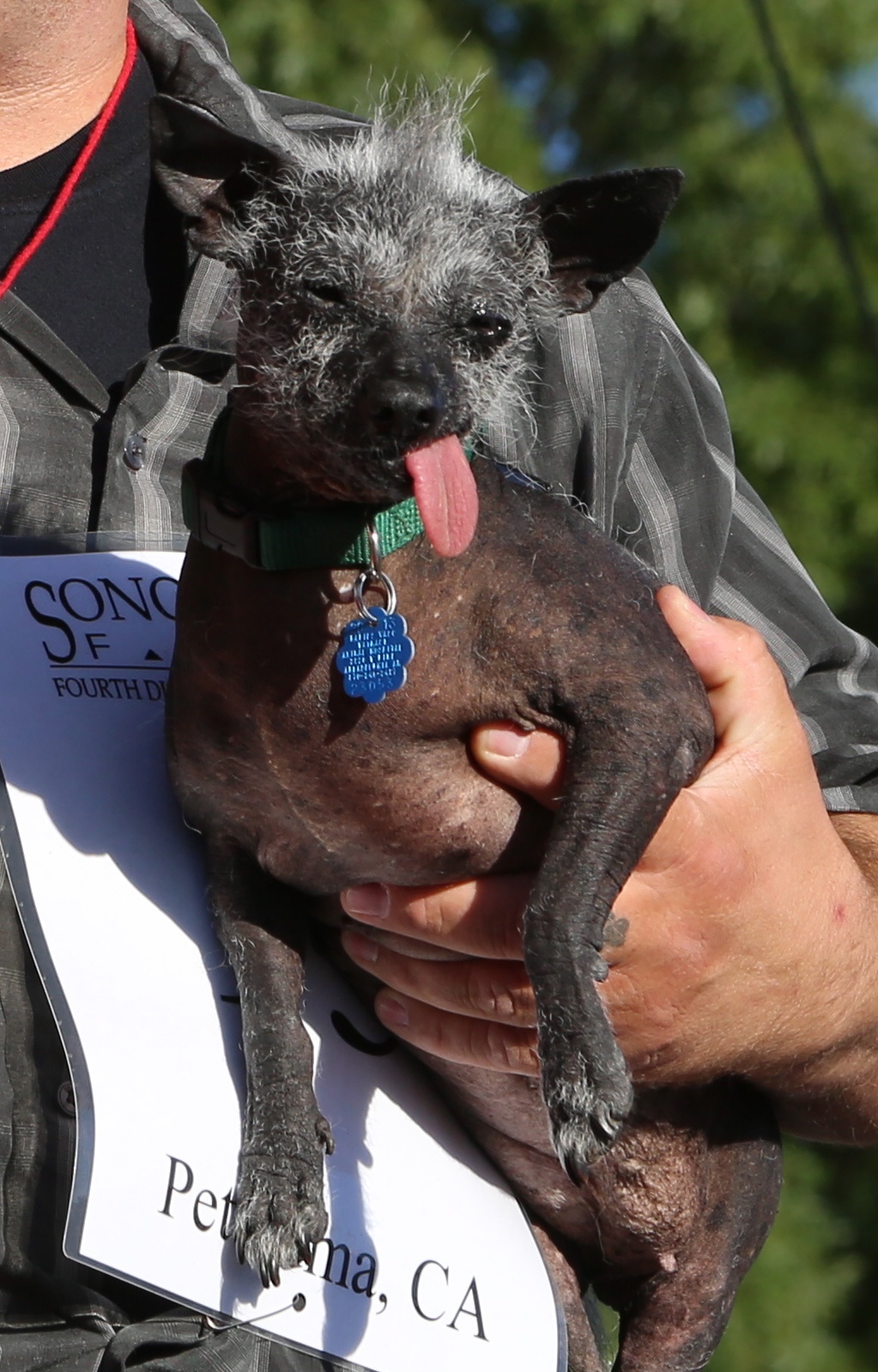 Pug wins World's Ugliest Dog Contest in California